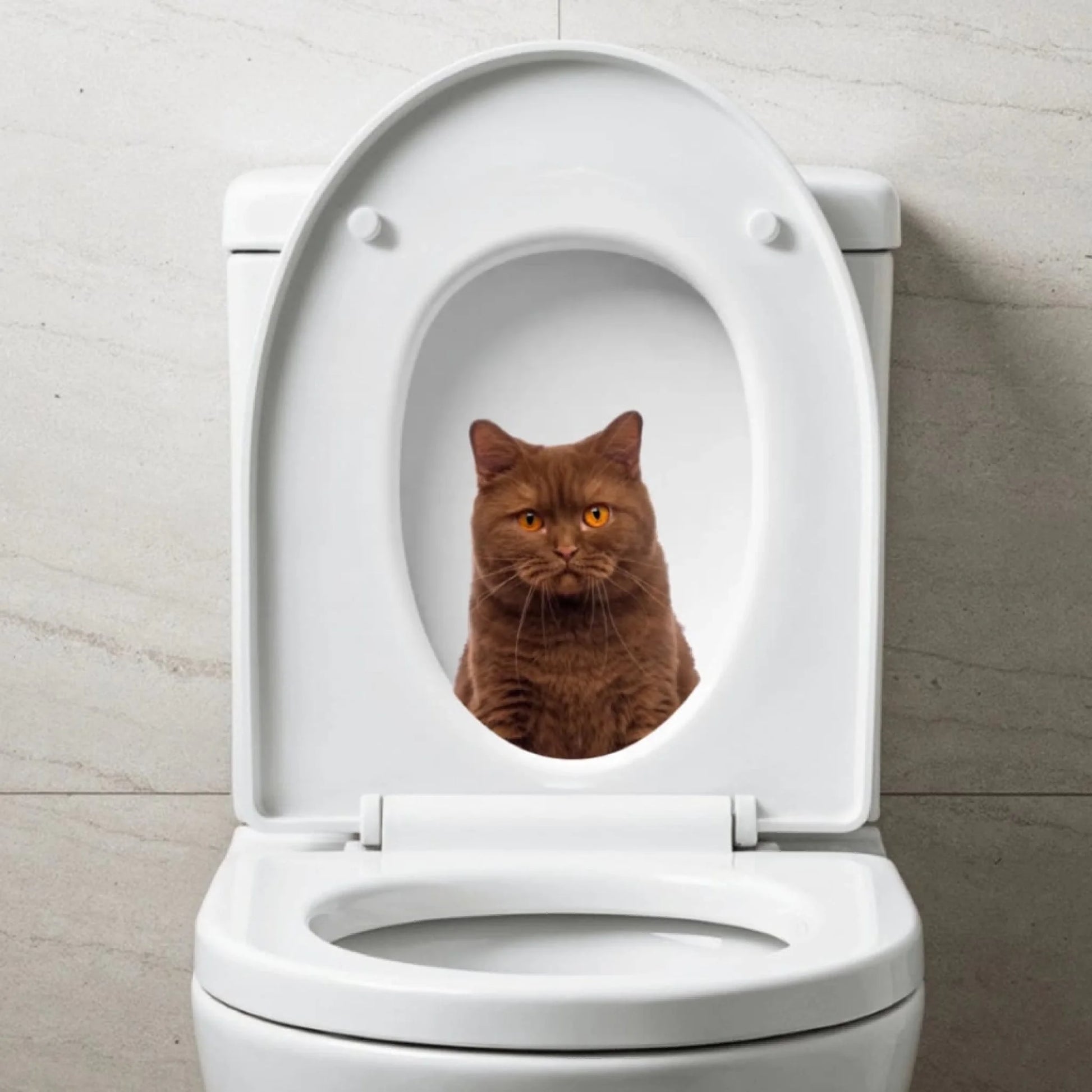 WhatsApp Image 2025-09-17 at 2.57.47 PM